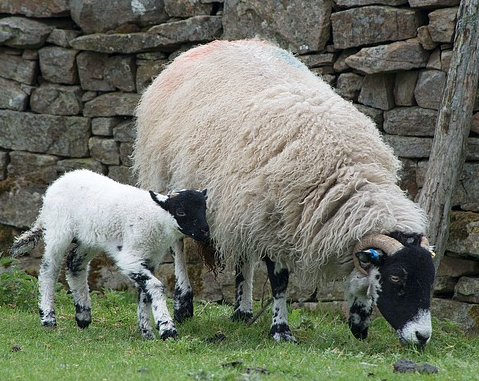 Swaledale Sheep Tea Cosy