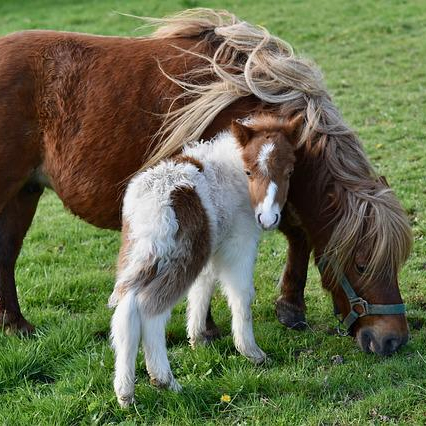 Shetland Pony Tea Cosy