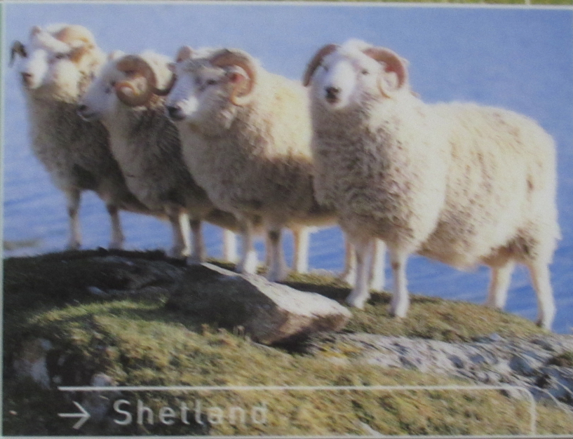 Scottish Sheep Cushion