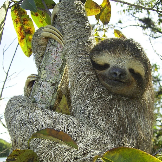 Sloth Tea Cosy Design Sketch from TeaCosyFolk