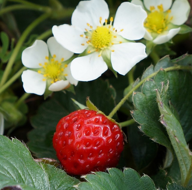 Devonshire Strawberry Picker Tea Cosy