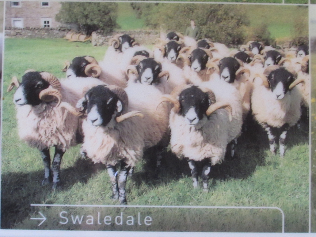 Scottish Sheep Cushion