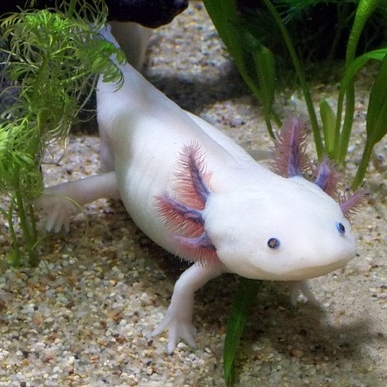 Axolotl front view showing face and smile for knitting inspiration