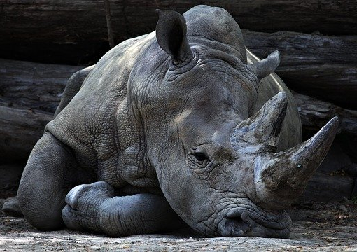 Rhinoceros Tea Cosy