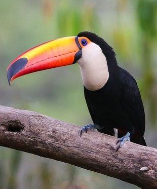 Toucan Tea Cosy