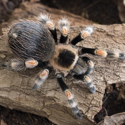 Redknee Tarantula Tea Cosy