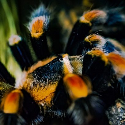 Redknee Tarantula Tea Cosy