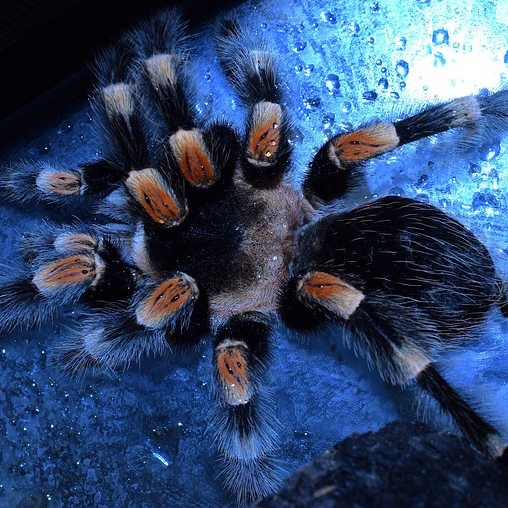 Redknee Tarantula Tea Cosy