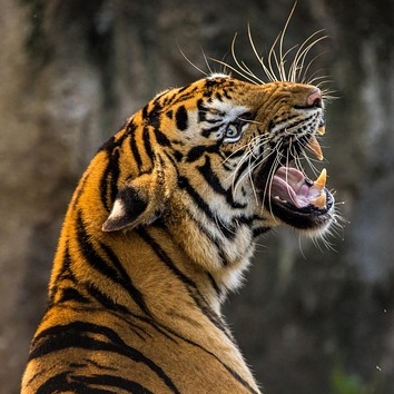 tea cosy of a tiger and inspired by the roar and fearsness of tigers