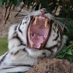 Tigers teeth will look like punky studs on the tiger tea cosy