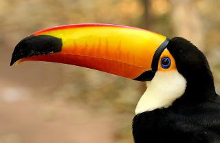 Toucan Tea Cosy