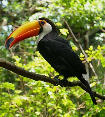 Toucan Tea Cosy