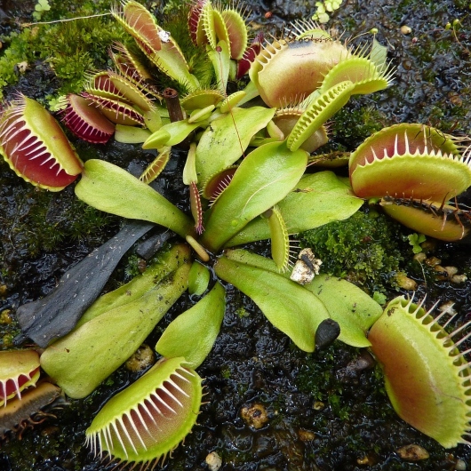 Carnivorous Venus Fly Trap plant showing teeth and bright green stalks