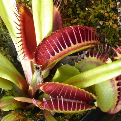 Large Venus Fly Trap traps with vivid red interiors