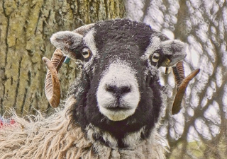 Swaledale Sheep Tea Cosy